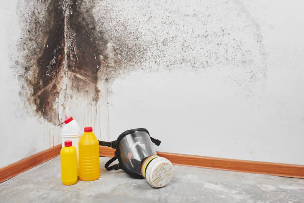 Best Commercial Mold Removal  in North Haverhill, NH