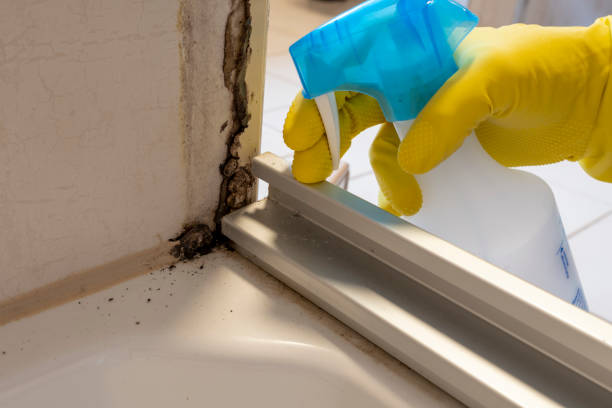 Best Mold Remediation  in North Haverhill, NH