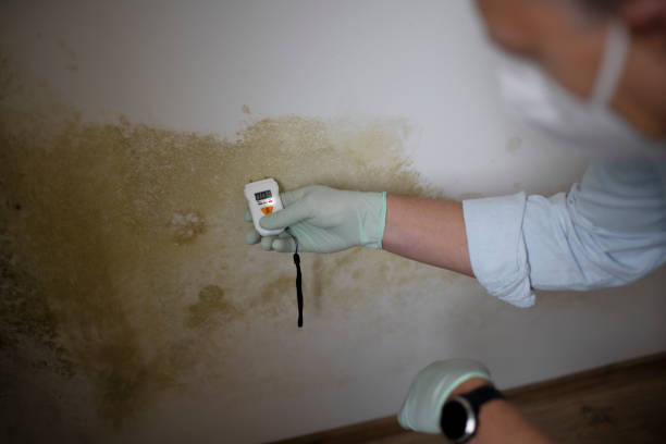 Best Mold Cleaning Services  in North Haverhill, NH