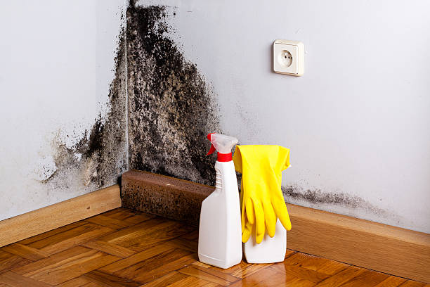 Trusted North Haverhill, NH Mold Removal Experts