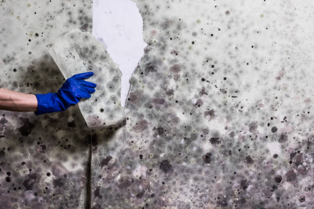 Best Emergency Mold Removal  in North Haverhill, NH