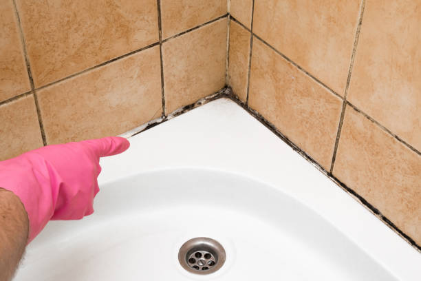 Best Office Mold Removal Services  in North Haverhill, NH